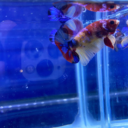 BuyKoi Nemo HMPK - Premium Bettas Canada