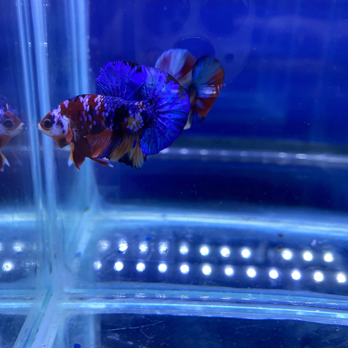 BuyKoi Nemo HMPK - Premium Bettas Canada