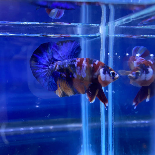 BuyKoi Nemo HMPK - Premium Bettas Canada