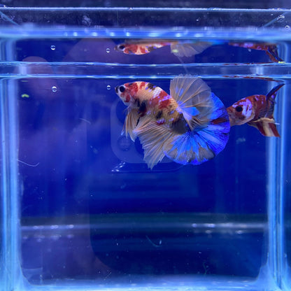 BuyKoi Nemo HMPK - Premium Bettas Canada