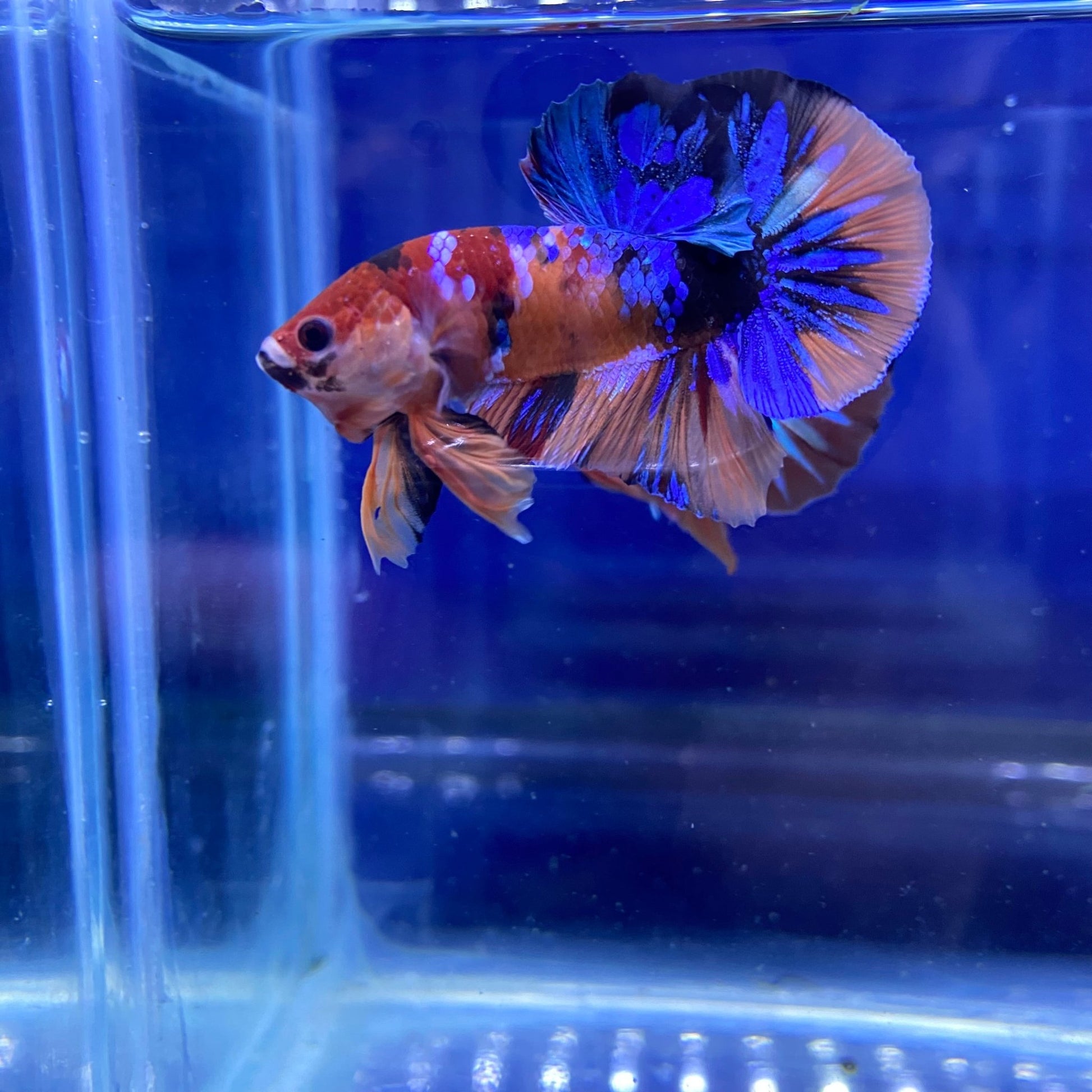 BuyKoi Nemo HMPK - Premium Bettas Canada