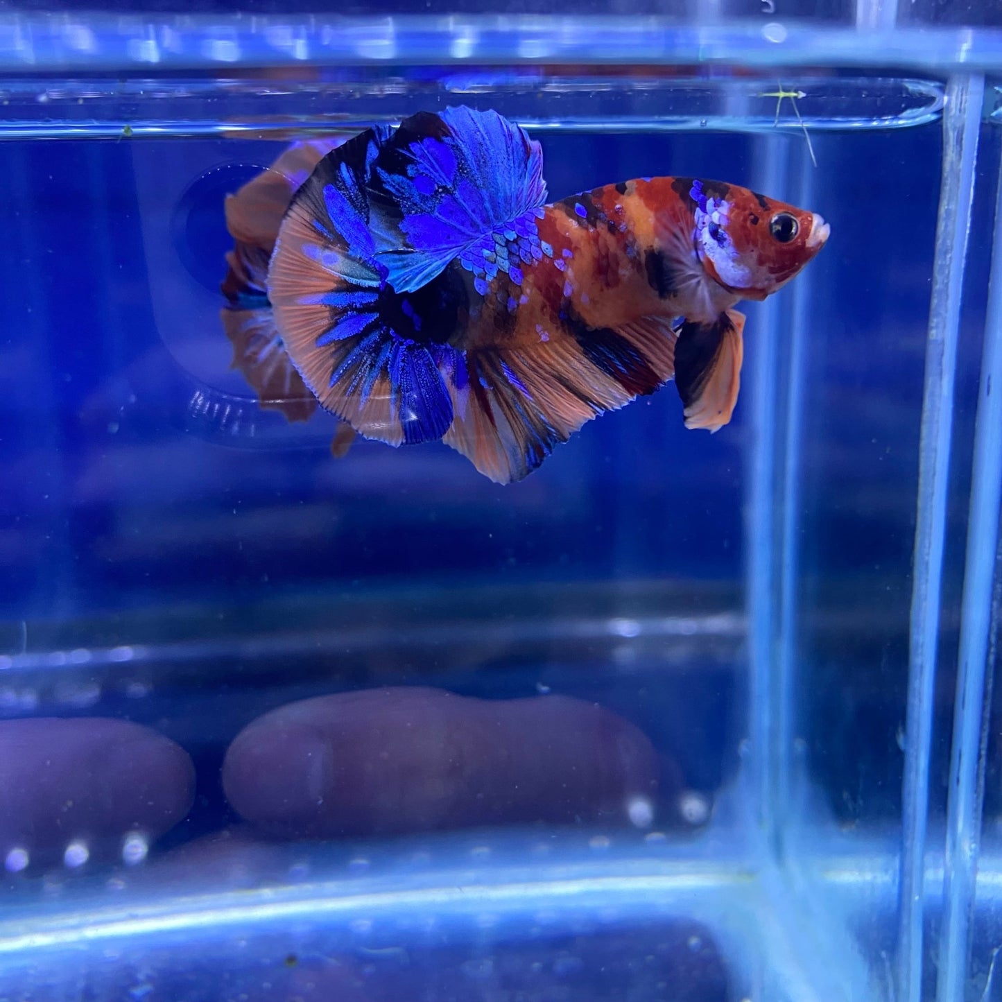 BuyKoi Nemo HMPK - Premium Bettas Canada