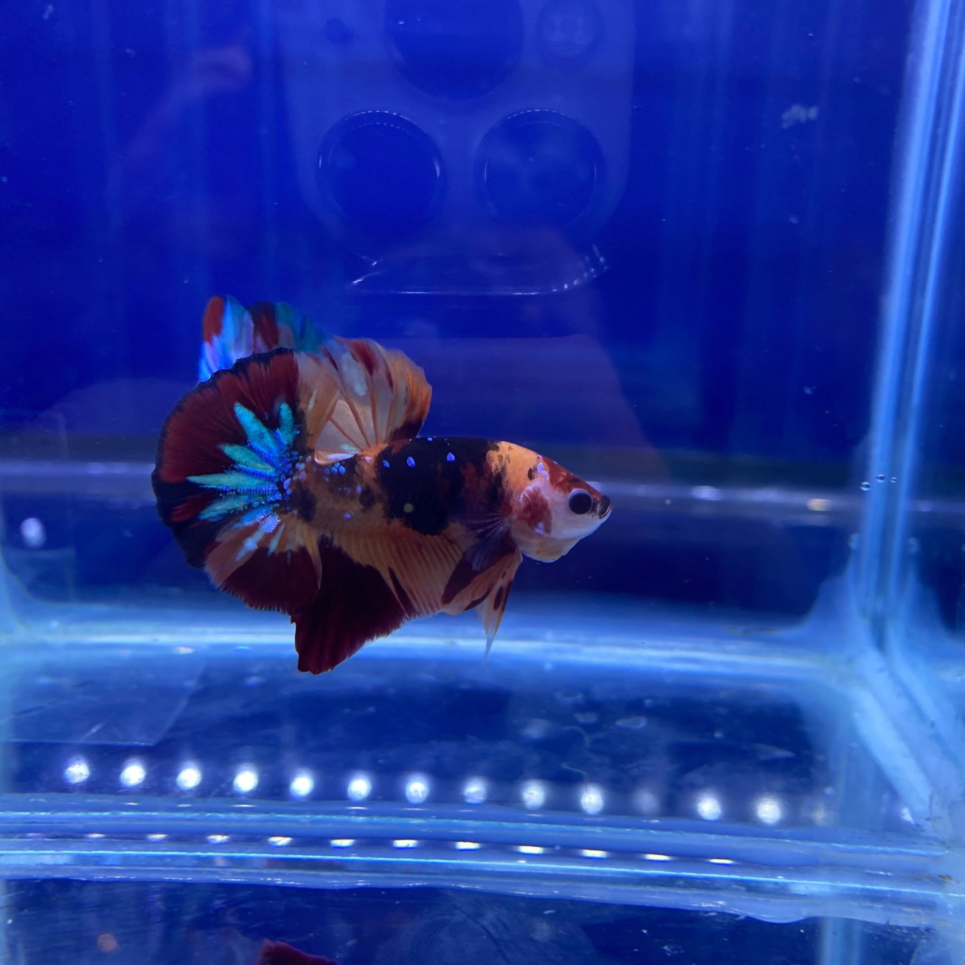 BuyKoi Nemo HMPK Betta - Premium Bettas Canada