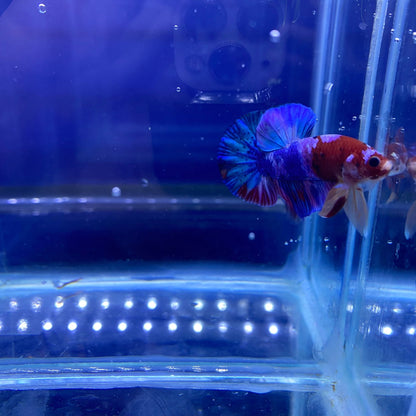 BuyKoi Nemo HMPK Betta - Premium Bettas Canada