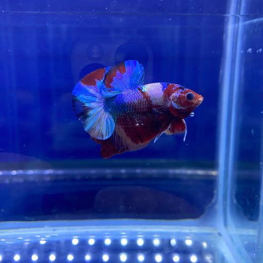 BuyKoi Nemo HMPK Betta - Premium Bettas Canada
