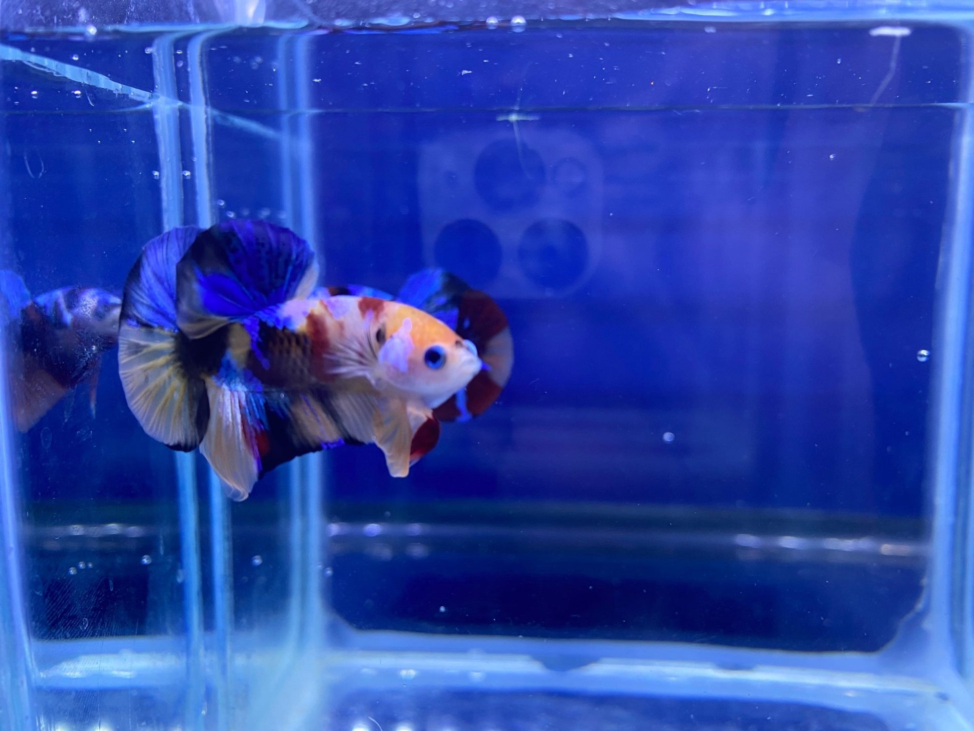 BuyKoi Nemo HMPK Betta - Premium Bettas Canada