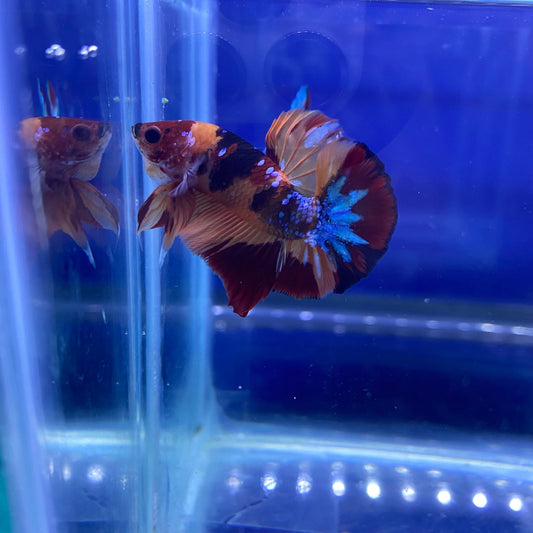 BuyKoi Nemo HMPK Betta - Premium Bettas Canada