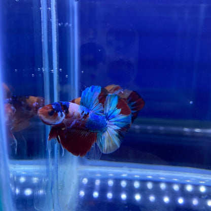 BuyKoi Nemo HMPK Betta - Premium Bettas Canada