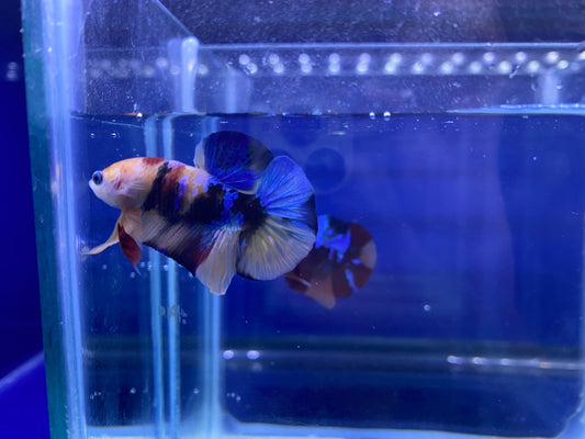 BuyKoi Nemo HMPK Betta - Premium Bettas Canada