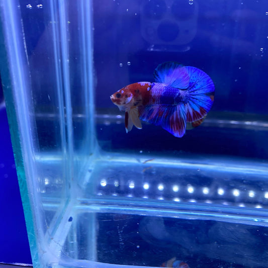 BuyKoi Nemo HMPK Betta - Premium Bettas Canada