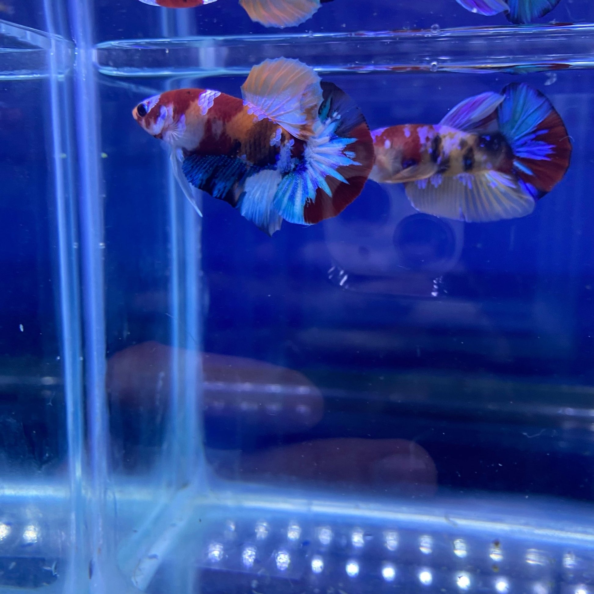 BuyKoi Nemo Star - tail HMPK - Premium Bettas Canada