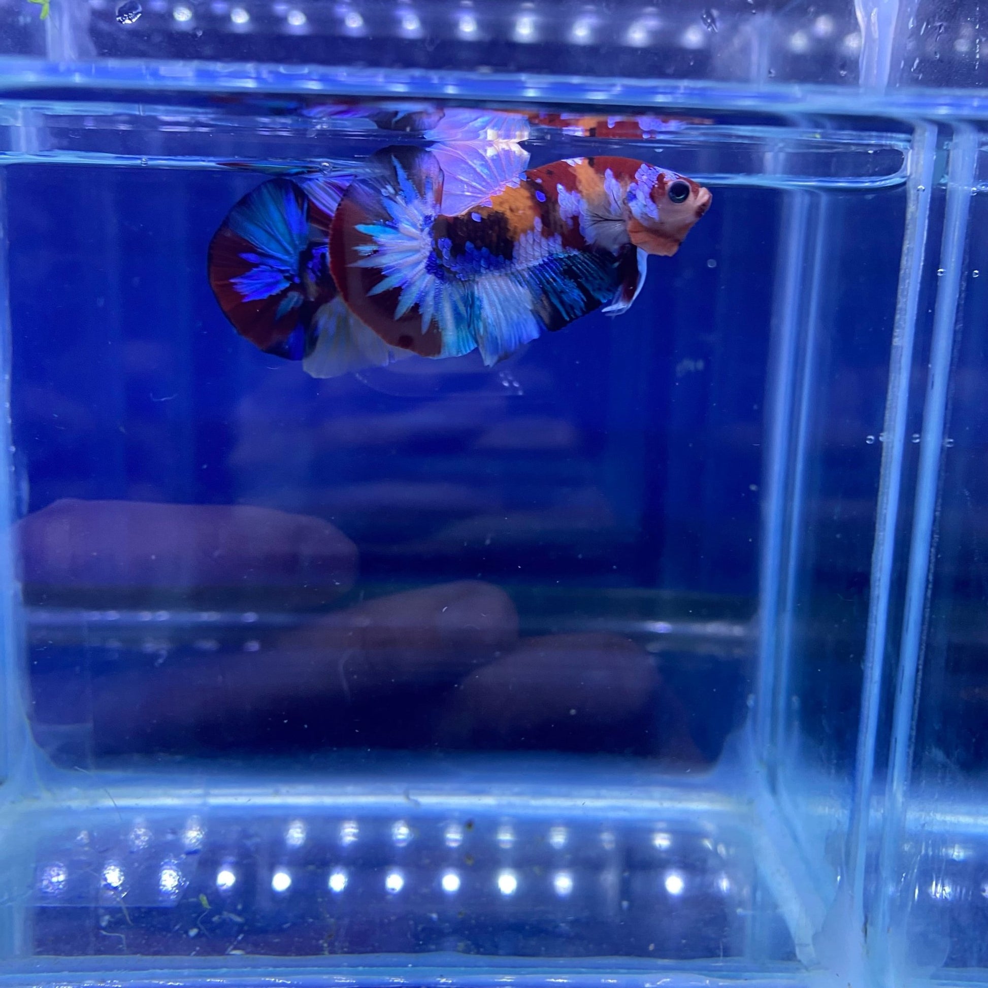 BuyKoi Nemo Star - tail HMPK - Premium Bettas Canada