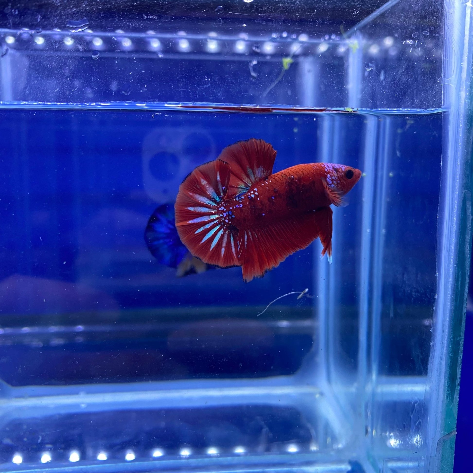 BuyKoi Red Galaxy HMPK - Premium Bettas Canada