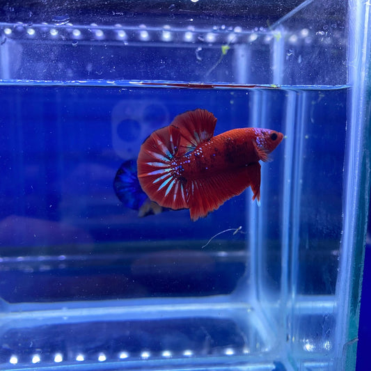 BuyKoi Red Galaxy HMPK - Premium Bettas Canada
