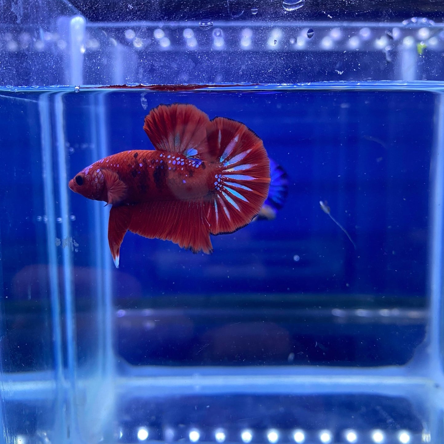 BuyKoi Red Galaxy HMPK - Premium Bettas Canada
