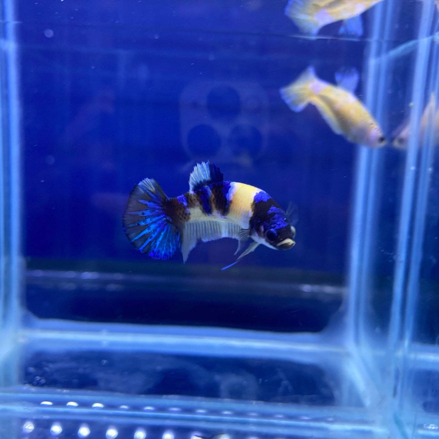 BuyKoi Yellow HMPK Betta - Premium Bettas Canada