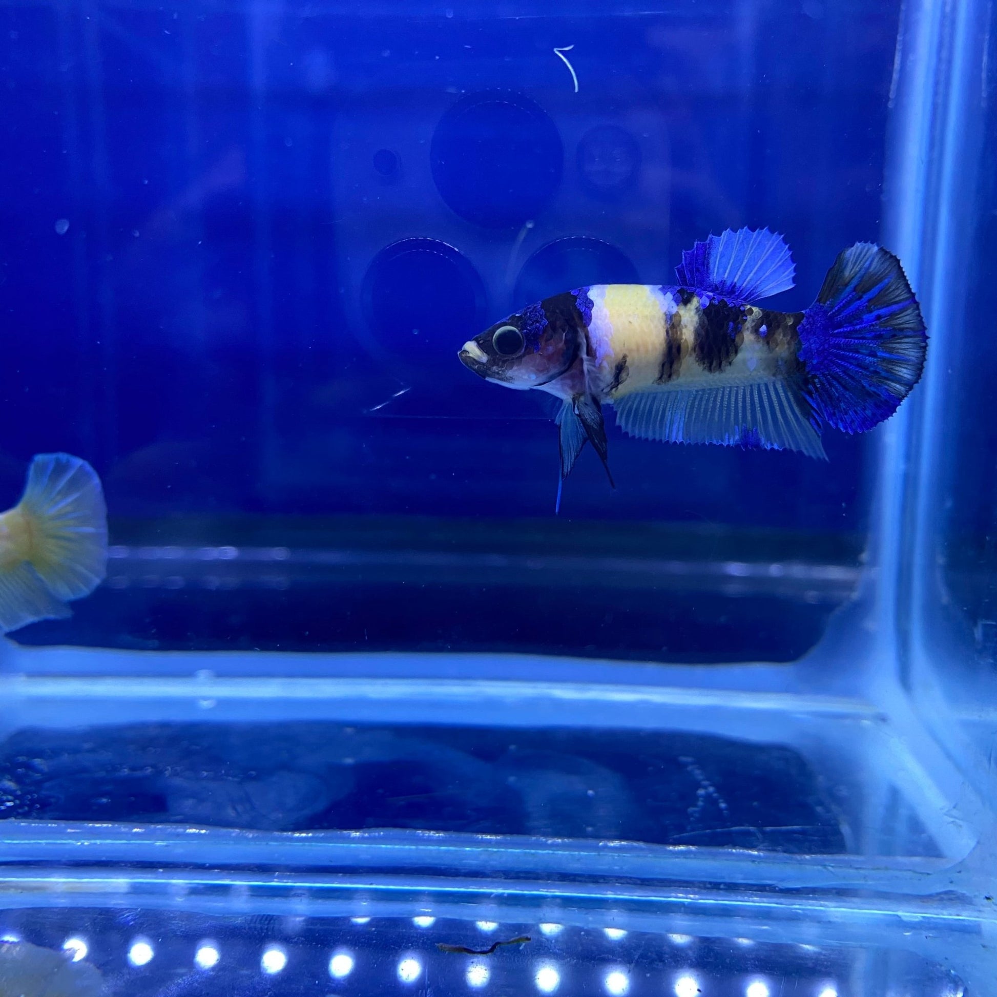 BuyKoi Yellow HMPK Betta - Premium Bettas Canada