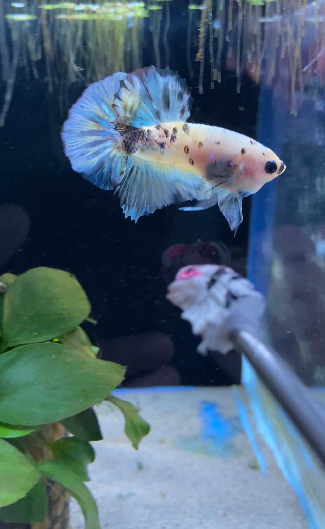 BuyKoi Yellow Tiger Betta Hmpk - Premium Bettas Canada