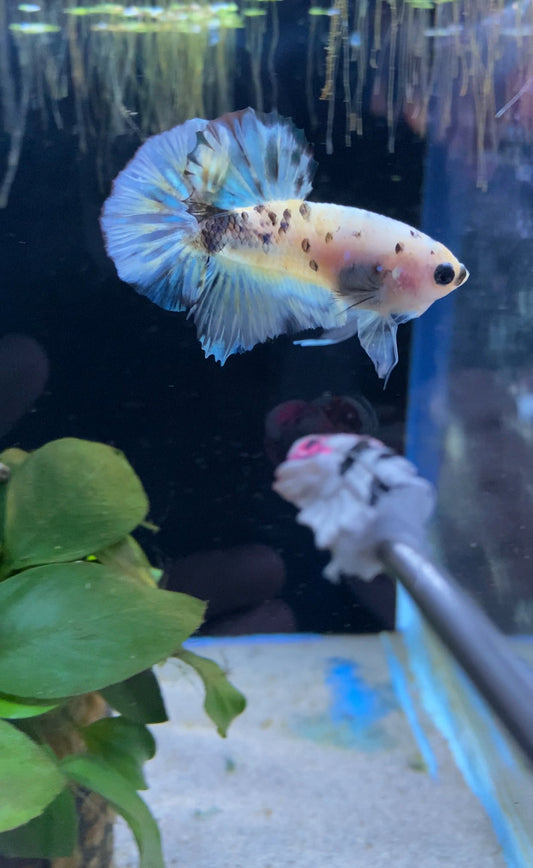 BuyKoi Yellow Tiger Betta Hmpk - Premium Bettas Canada