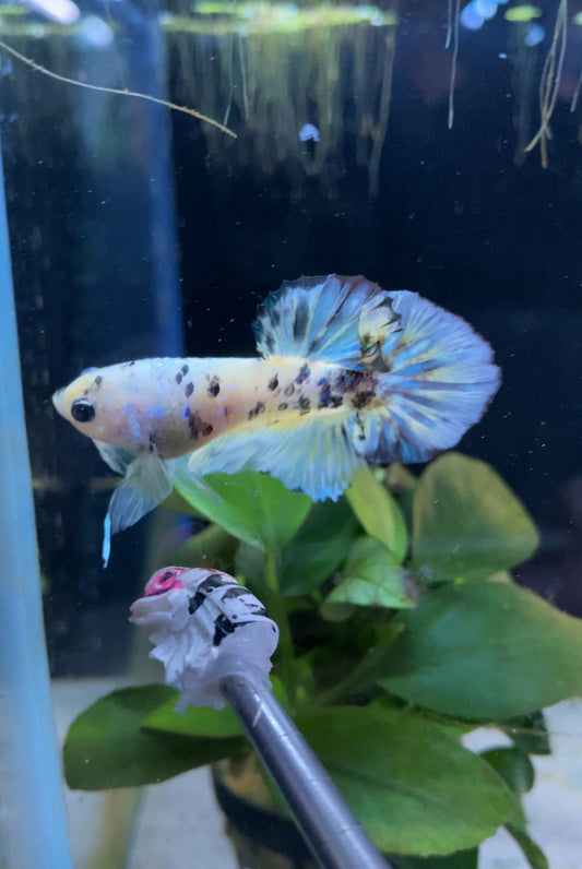 BuyKoi Yellow Tiger Betta Hmpk - Premium Bettas Canada