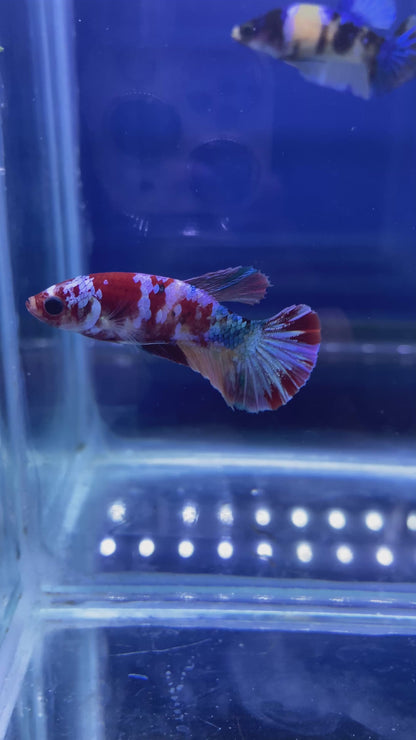 Koi Nemo Galaxy HMPK Betta