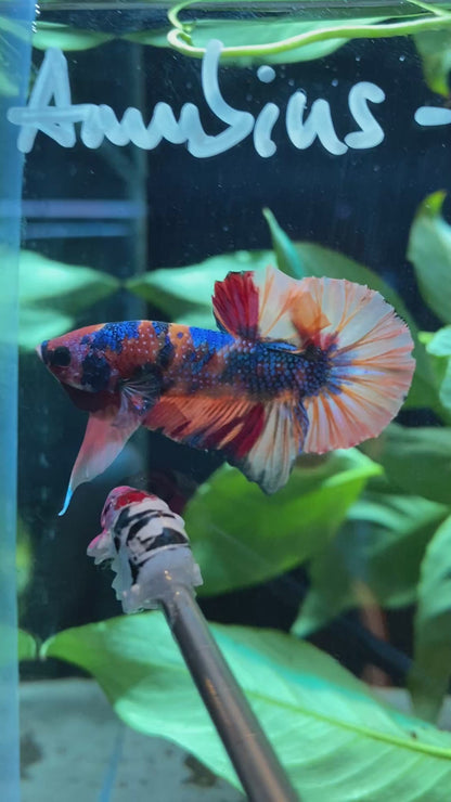 HMPK Koi Nemo Metallic Betta