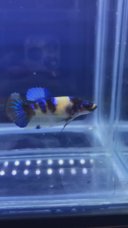 Koi Yellow HMPK Betta
