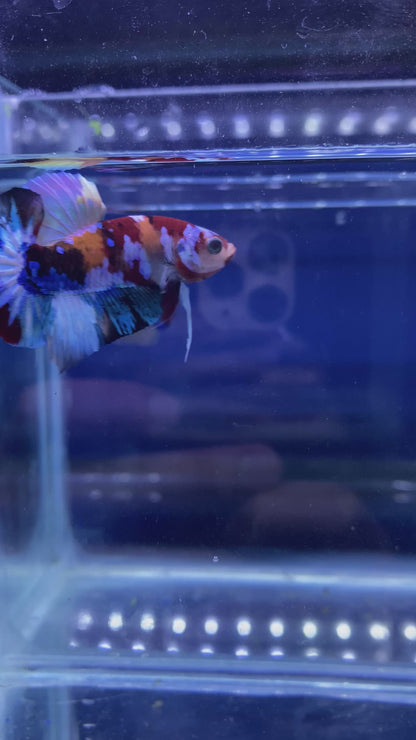 Koi Nemo Star-tail HMPK