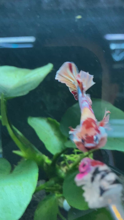 HMPK Koi Betta