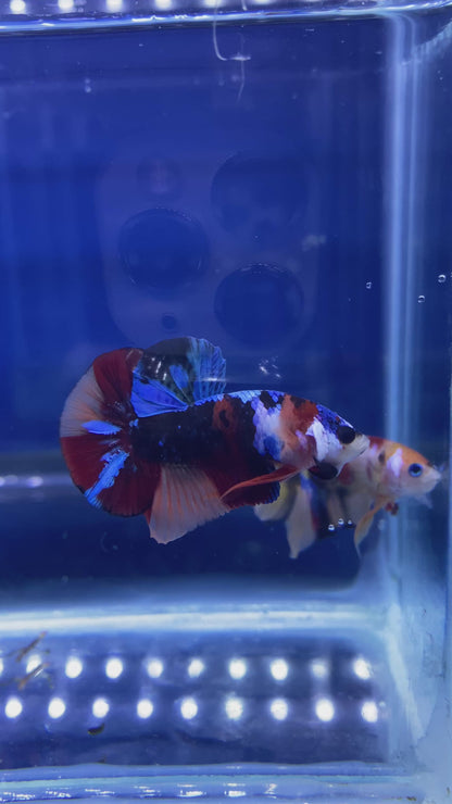 Koi Nemo Black Base HMPK Betta