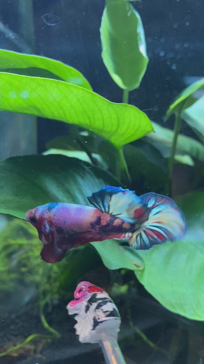 Candy Nemo HMPK Betta KCB 01