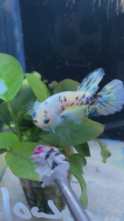 Koi Yellow Tiger Betta Hmpk