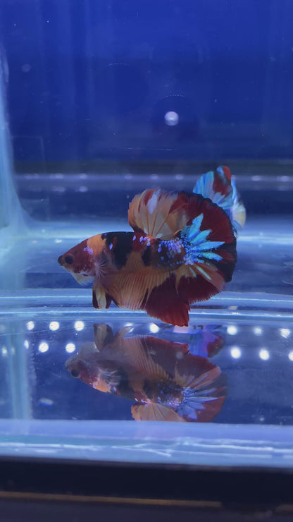 Koi Nemo HMPK Betta