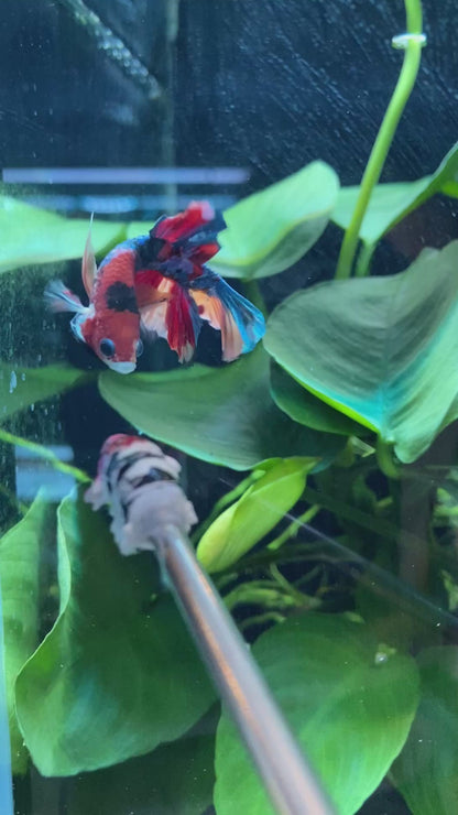Koi Multi Betta
