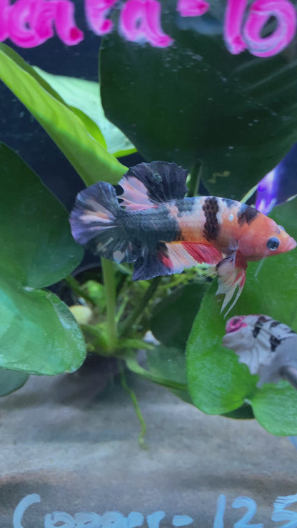 Koi Nemo Copper Betta Hmpk