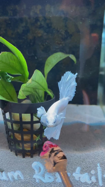 White Platinum Halfmoon Betta HPB 02