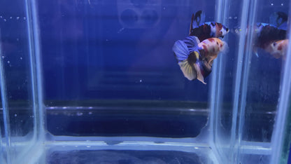 Koi Nemo HMPK Betta