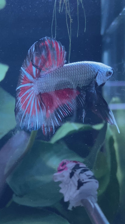 Black red dragon betta Hmpk