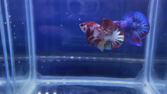Koi Nemo Copper HMPK Betta