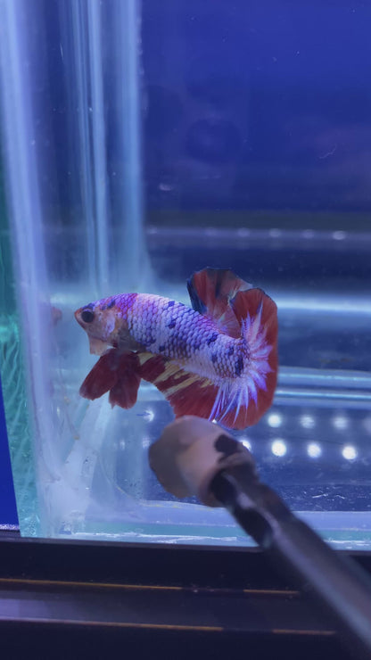 Koi Nemo Candy HMPK Betta