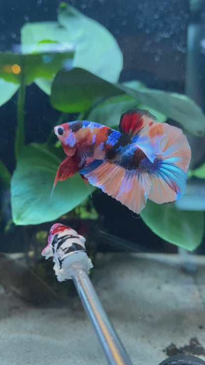 HMPK Koi Multi Betta