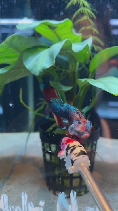 Koi Metallic HMPK Betta