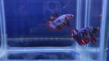 Koi Nemo Galaxy Female Betta HMPk