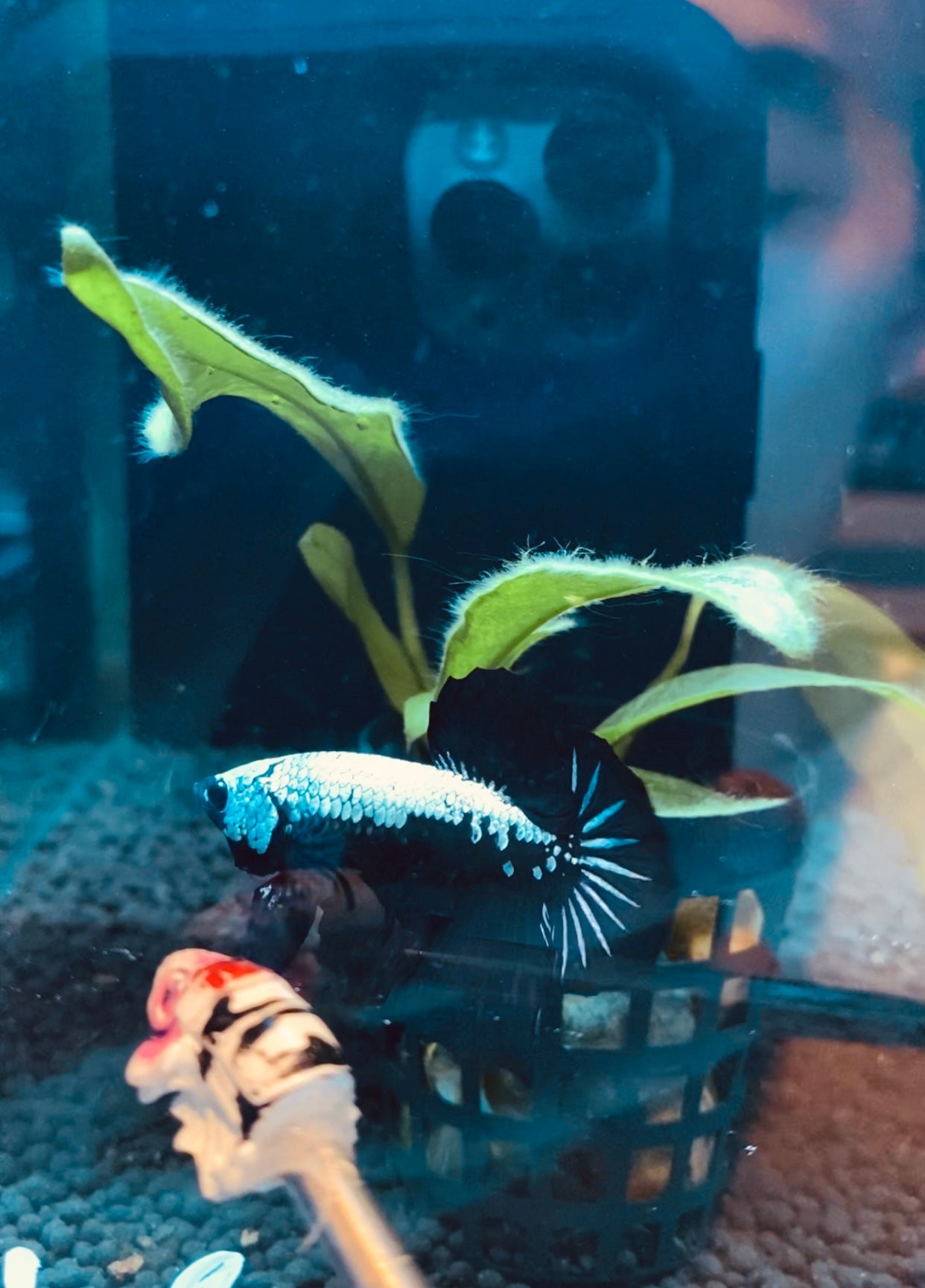 BuySamurai hmpk betta - Premium Bettas Canada