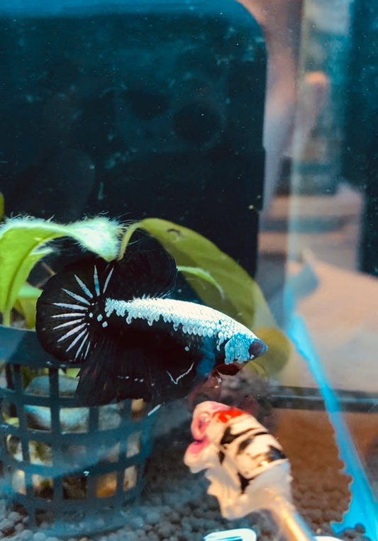 BuySamurai hmpk betta - Premium Bettas Canada