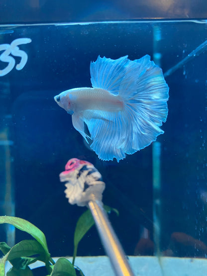 BuyWhite Platinum Halfmoon Betta HPB 02 - Premium Bettas Canada