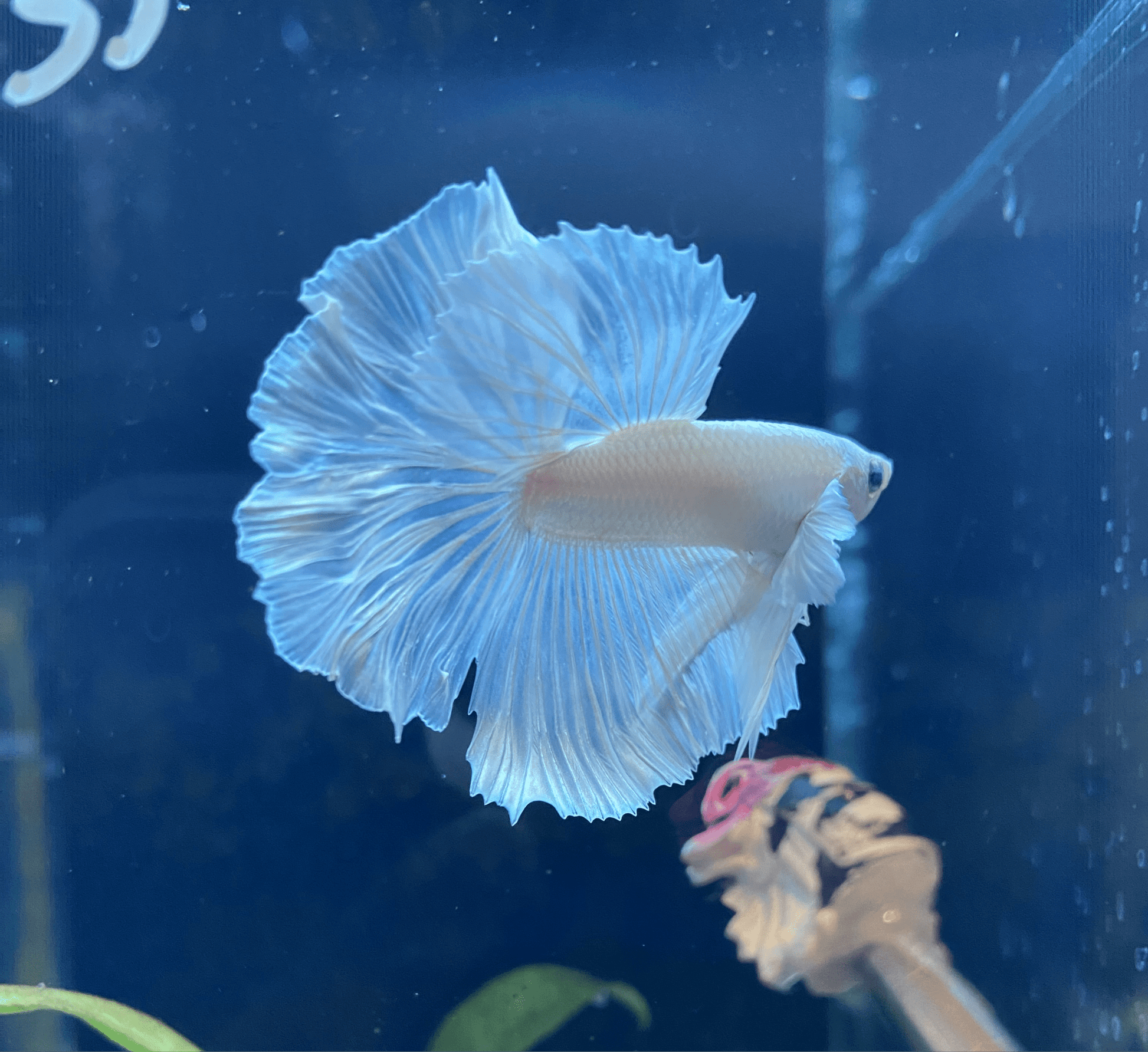 BuyWhite Platinum Halfmoon Betta HPB 02 - Premium Bettas Canada